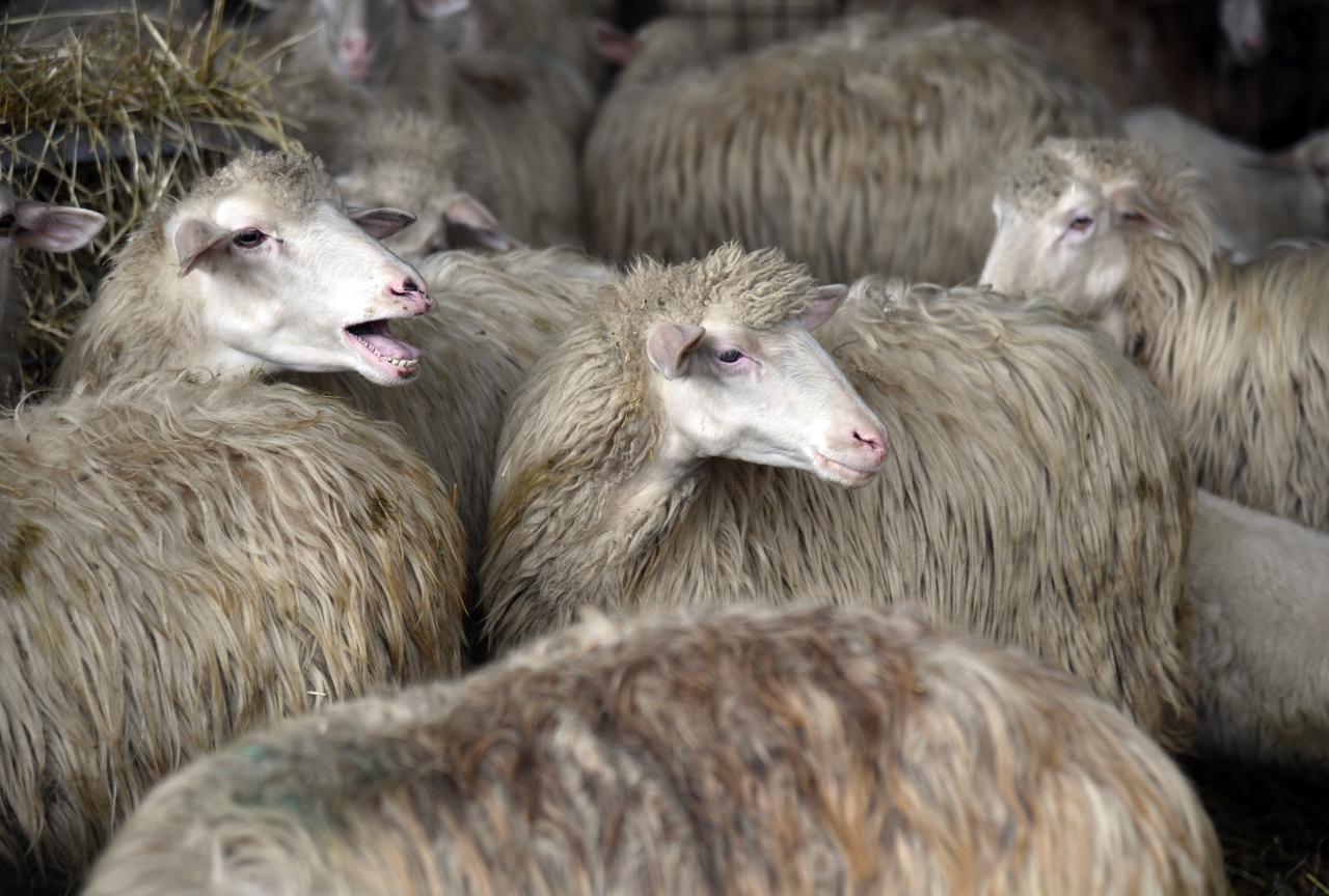 Veterinario aggredito da un allevatore durante un controllo