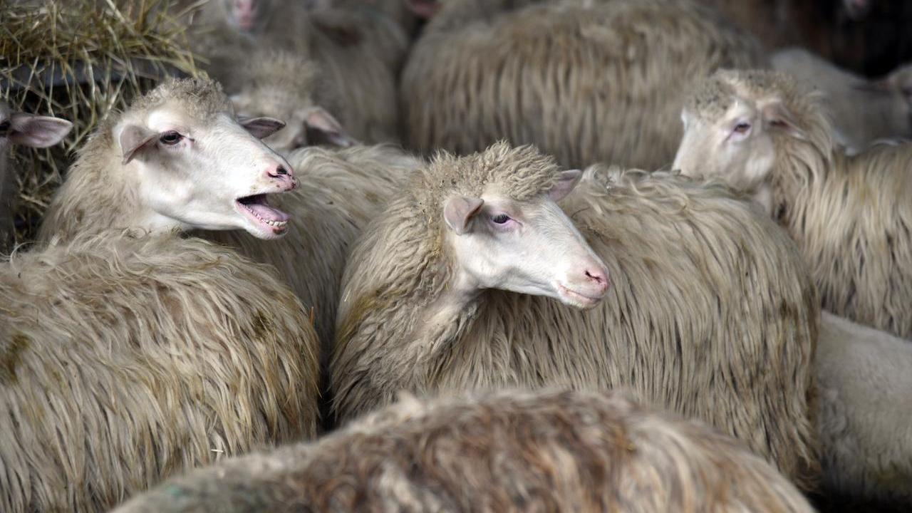 Veterinario aggredito da un allevatore durante un controllo