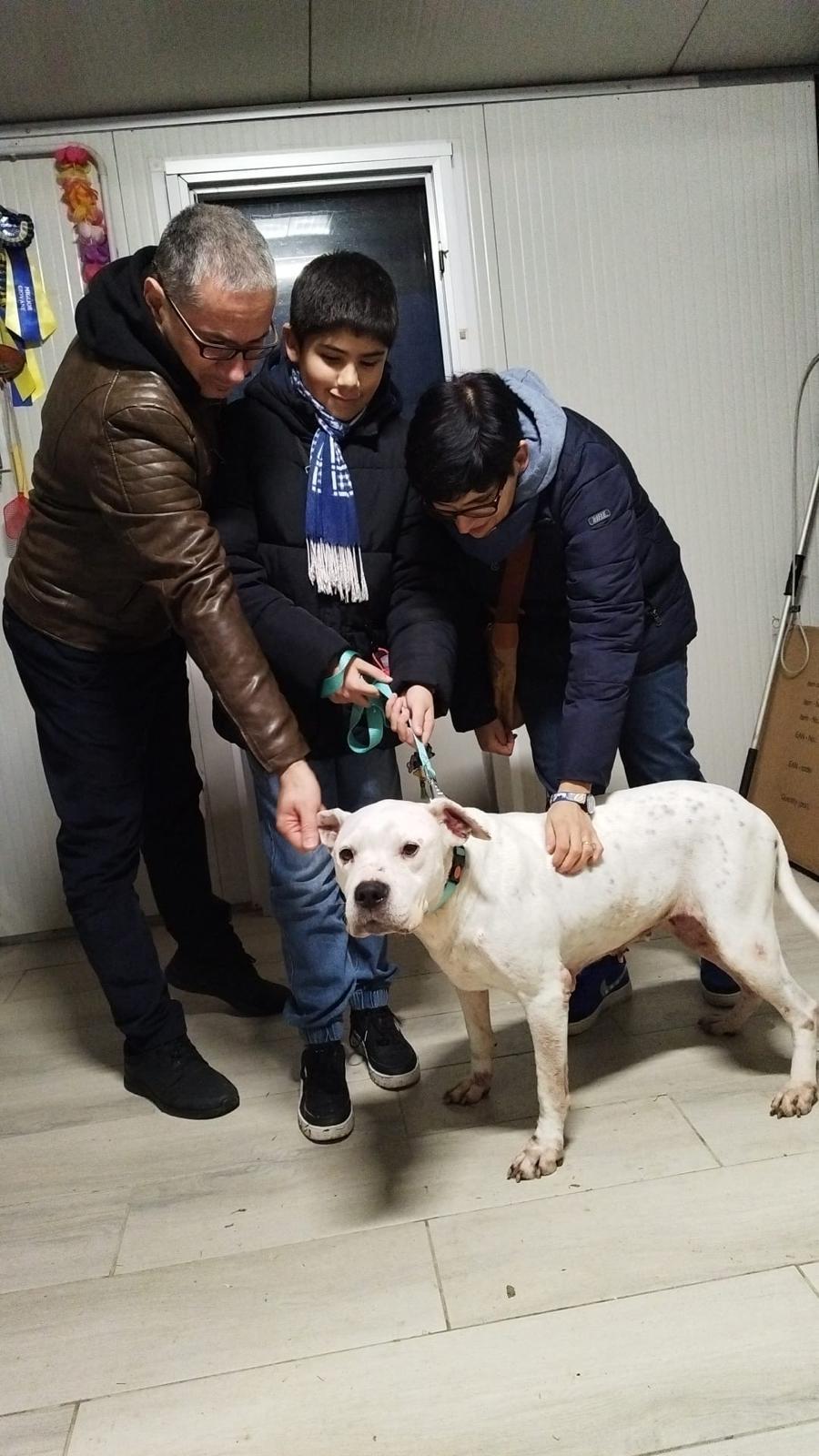 Anche Artemide l’ultima dei dogo di Castelnovo Sotto ha trovato una famiglia