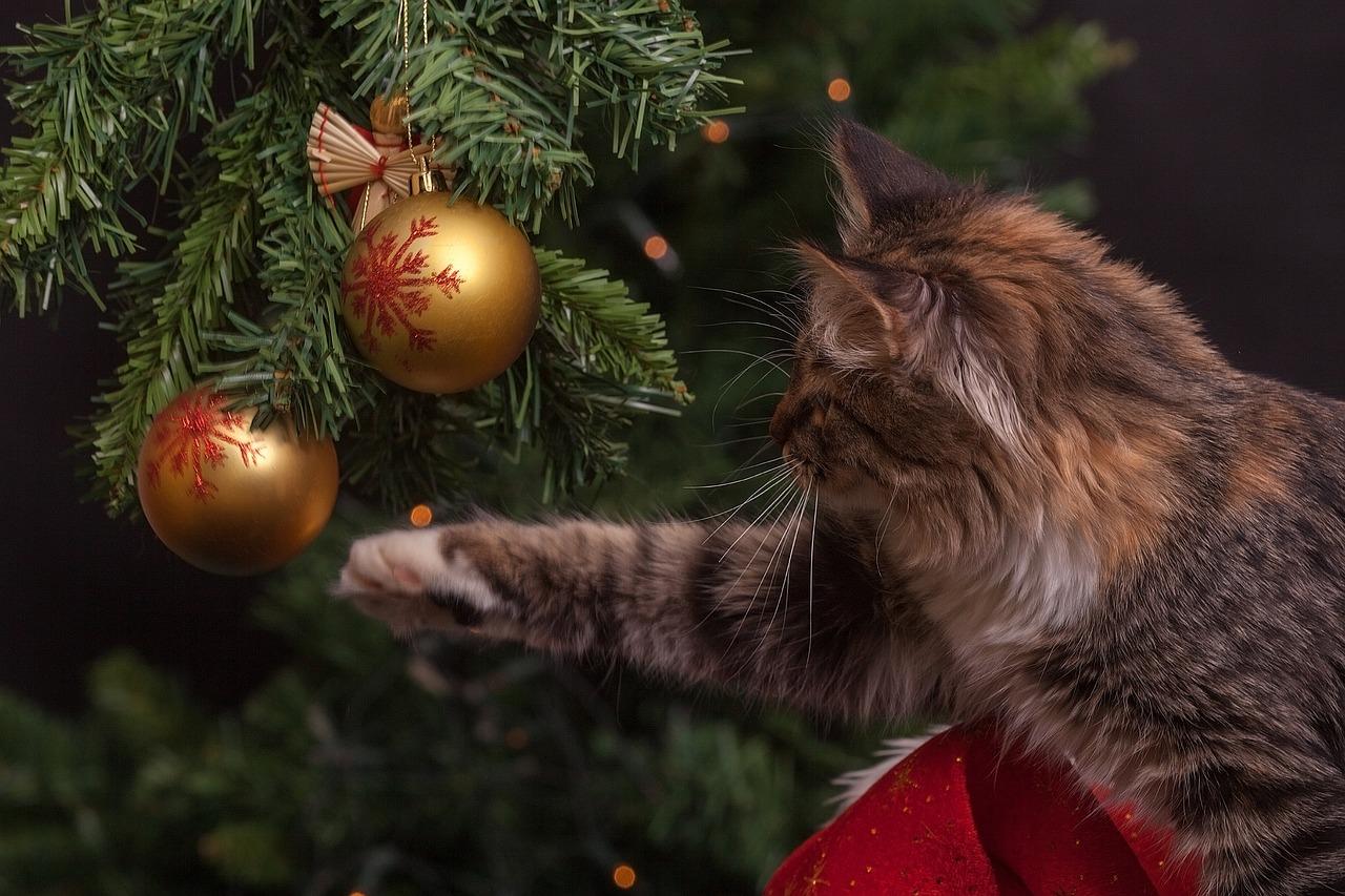 Cosa regalare a Natale a chi ama gli animali
