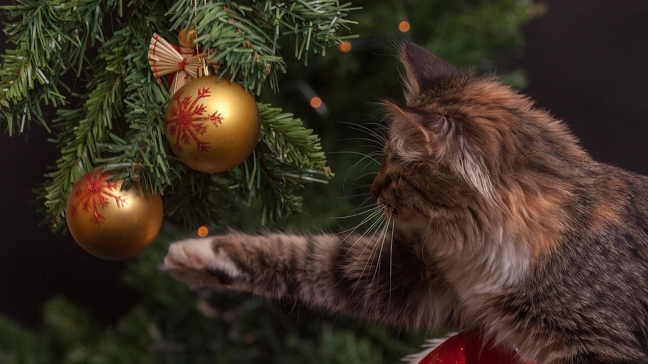 Cosa regalare a Natale a chi ama gli animali