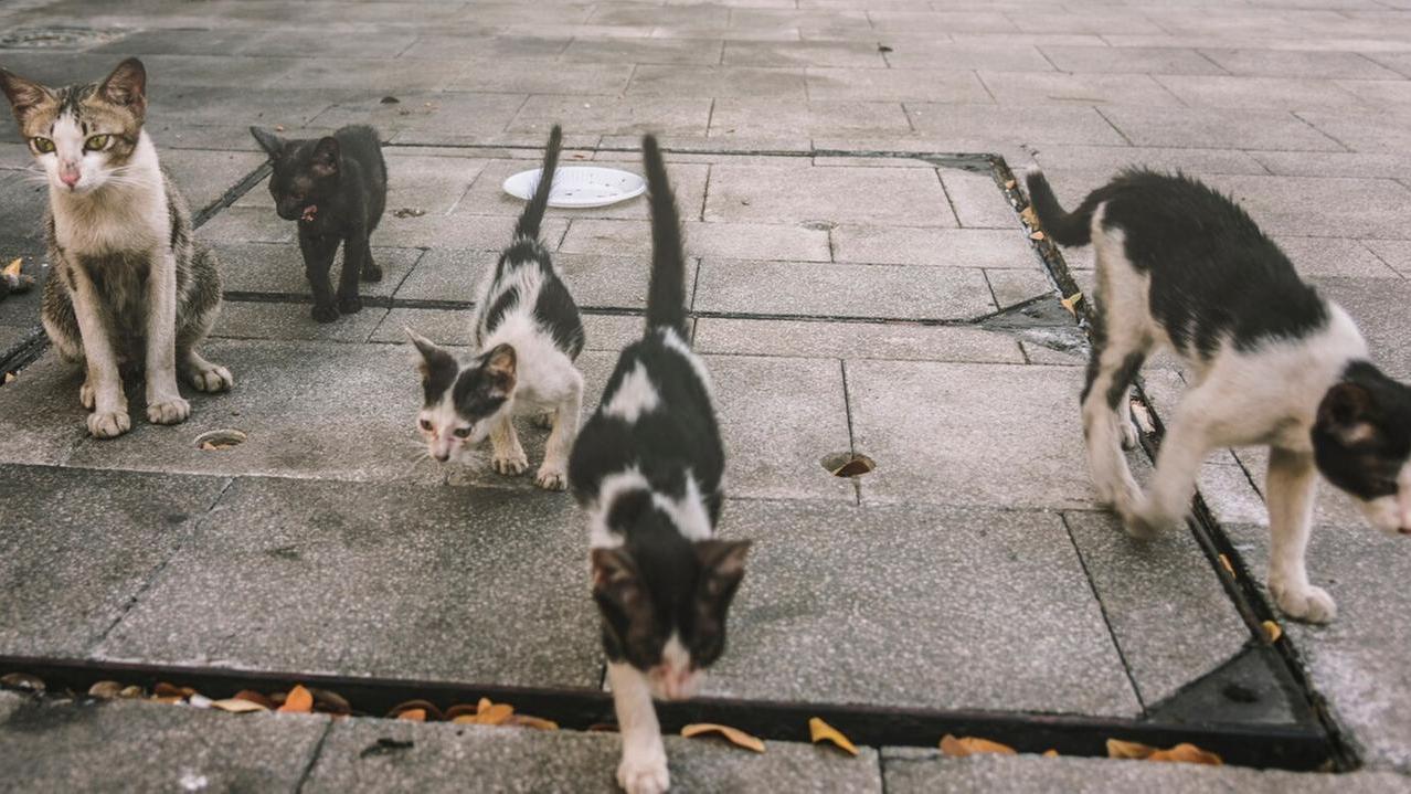 «Gatti spariti dalle colonie feline». Esposto alla polizia locale per chiedere un’indagine