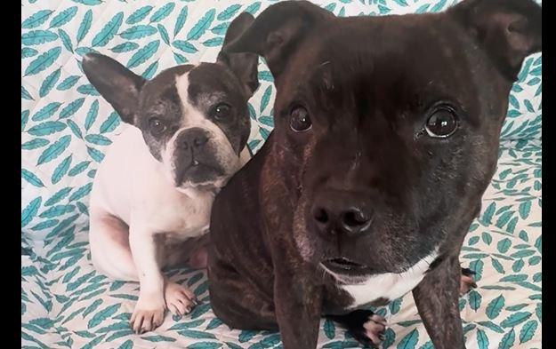 Botti di Capodanno, i consigli dell’Enpa per gli amici a quattro zampe