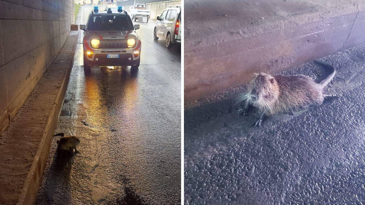 
	L'animale e gli agenti della Municipale

