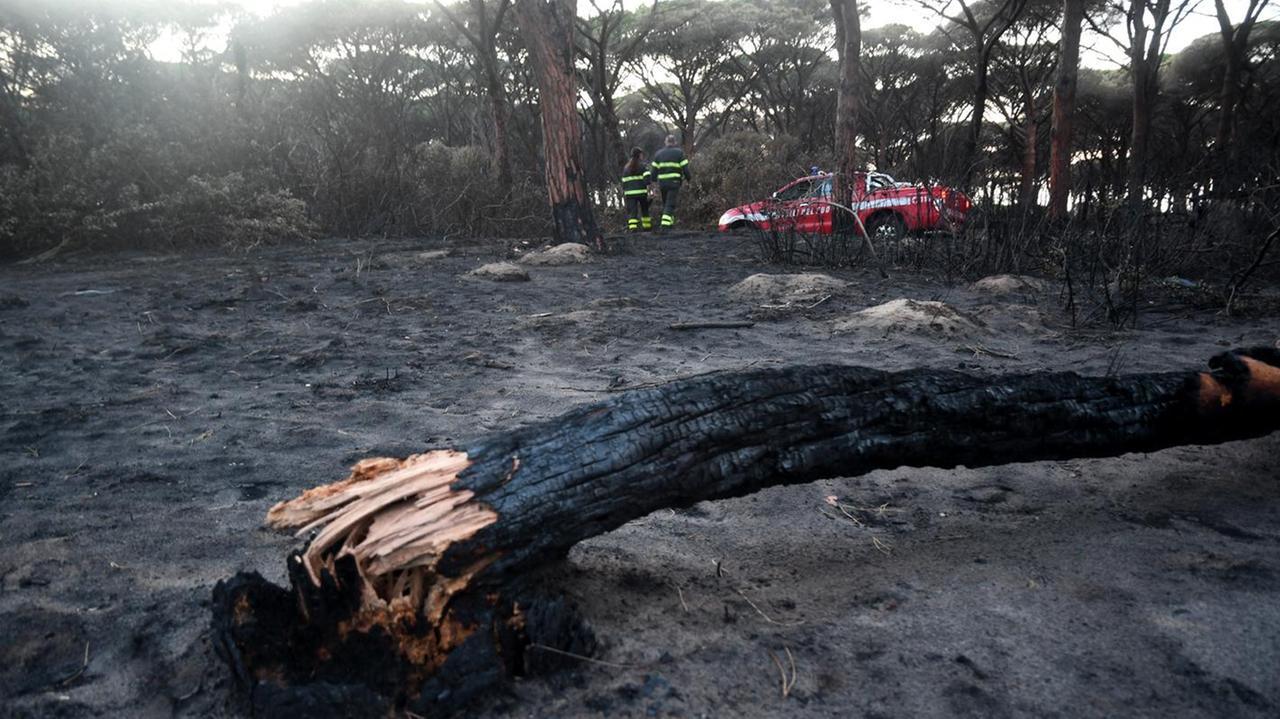 Incendio alla pineta di Arborea, allevatore condannato a 3 anni