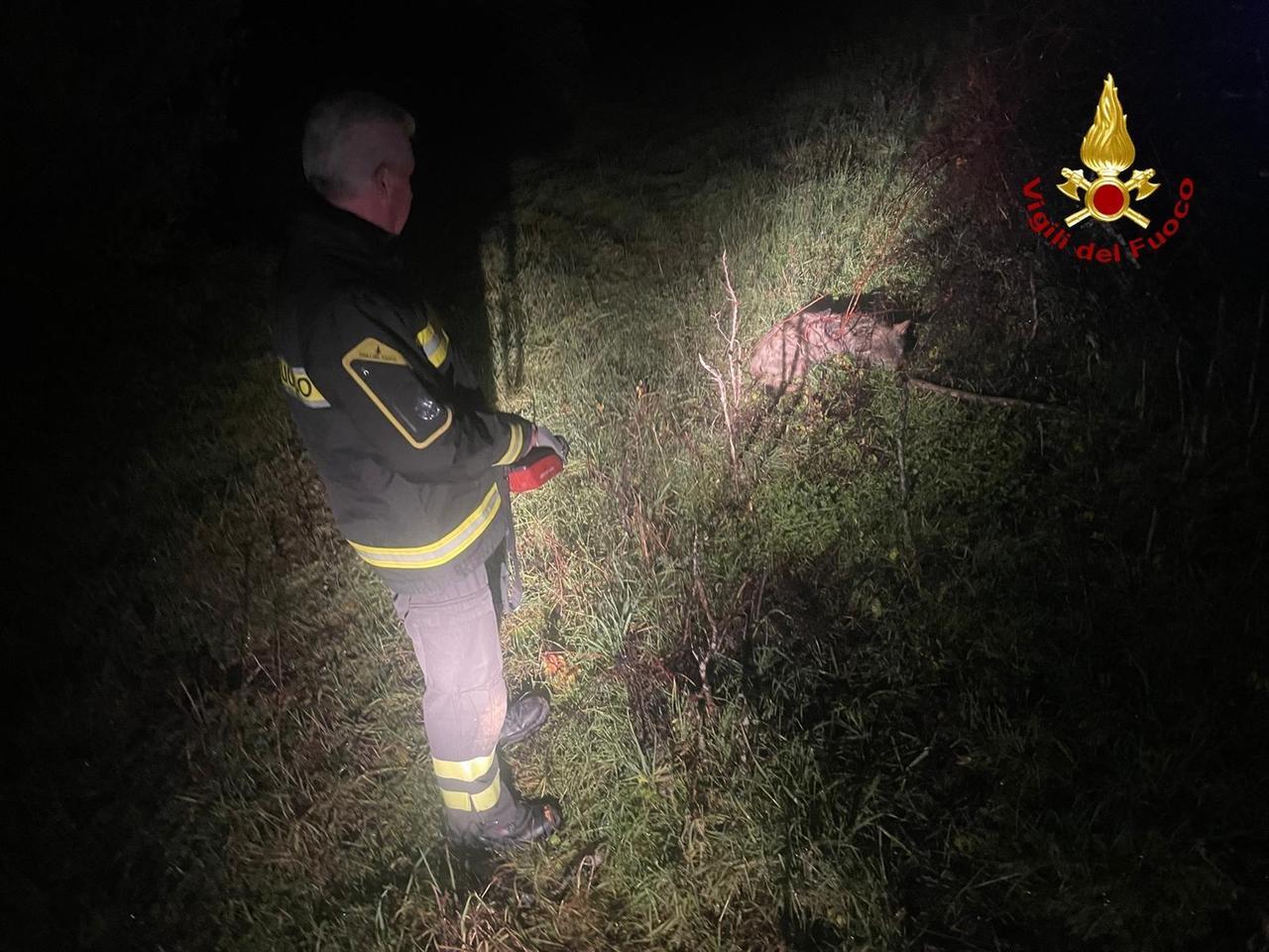 Grosseto, due lupi fino alle porte dei centri abitati: «Sempre meno rari, ma nessun allarme»