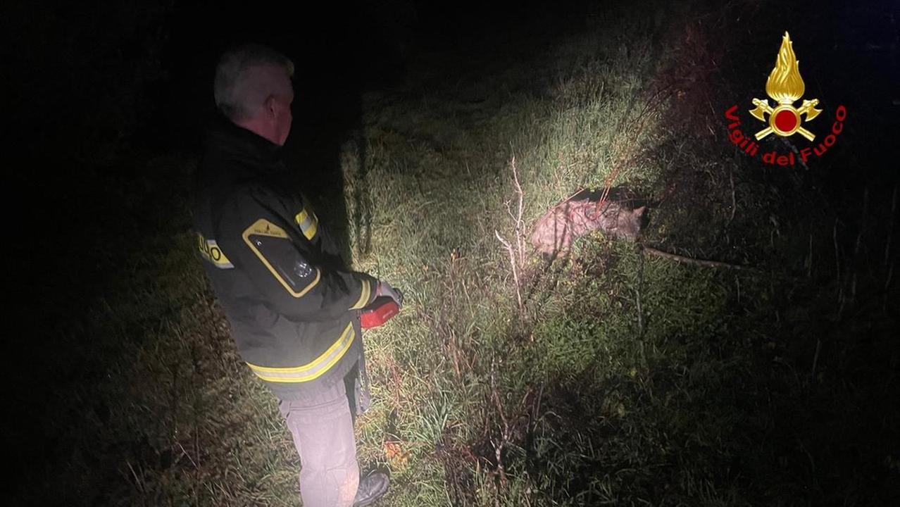 Grosseto, due lupi fino alle porte dei centri abitati: «Sempre meno rari, ma nessun allarme»