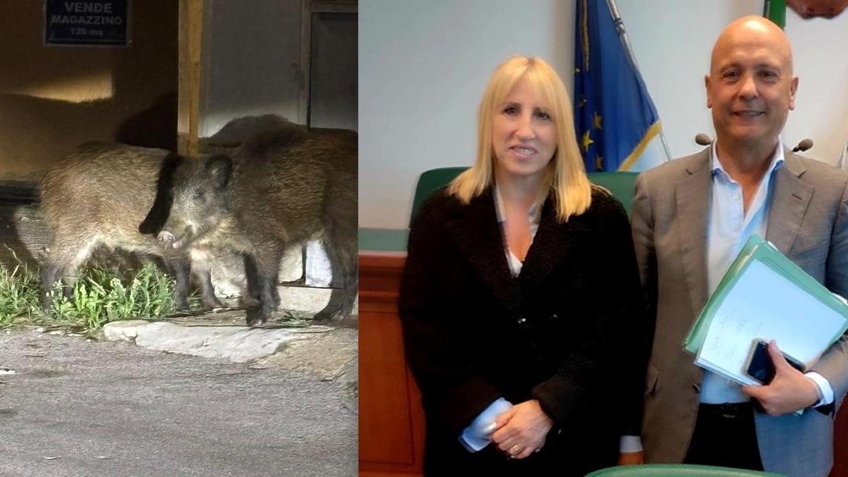 Cinghiali nel centro del paese e la sindaca Nadia Matta con l'amministratore della Provincia Rino Piccinnu