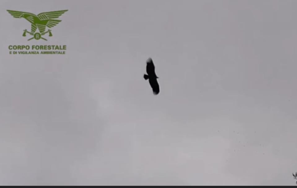 Giovane grifone, affamato e debilitato, soccorso dal corpo forestale