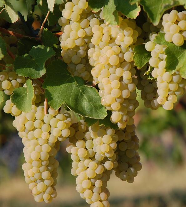 Il vino Spergola a un passo dal riconoscimento Dop