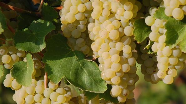 Il vino Spergola a un passo dal riconoscimento Dop
