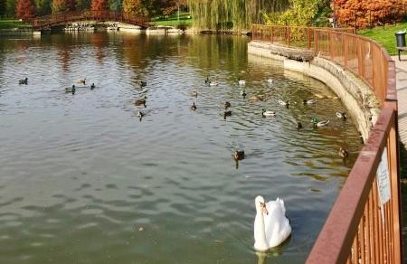 
	Uno dei due cigni morti

