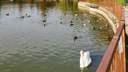 Uno dei due cigni morti