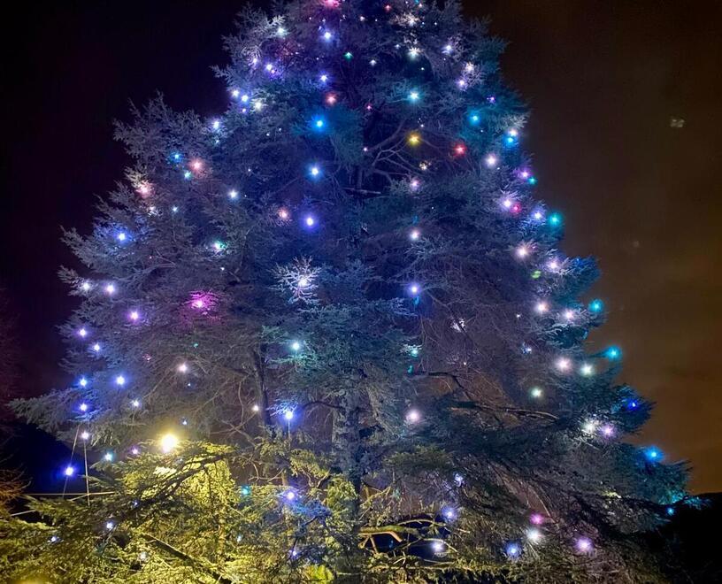 L'albero in Versilia