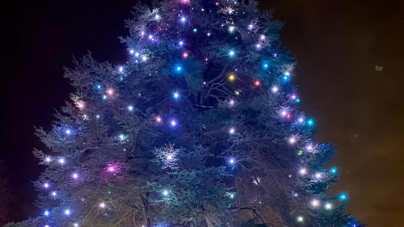 L'albero in Versilia