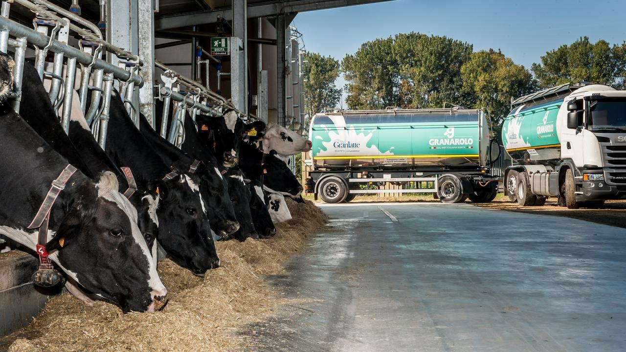 Da Latte Maremma a Latte toscano? Granarolo a caccia di produttori: lo scenario e gli obiettivi