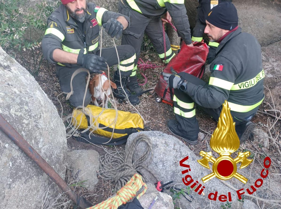 Arzachena, cane precipita in una cavità: i vigili del fuoco lo salvano