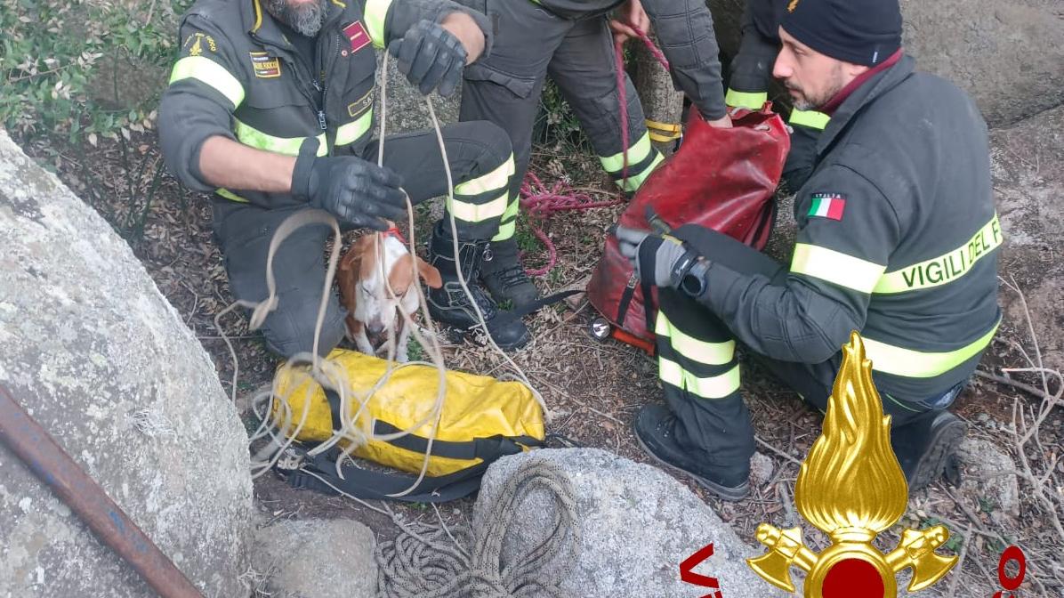 Arzachena, cane precipita in una cavità: i vigili del fuoco lo salvano