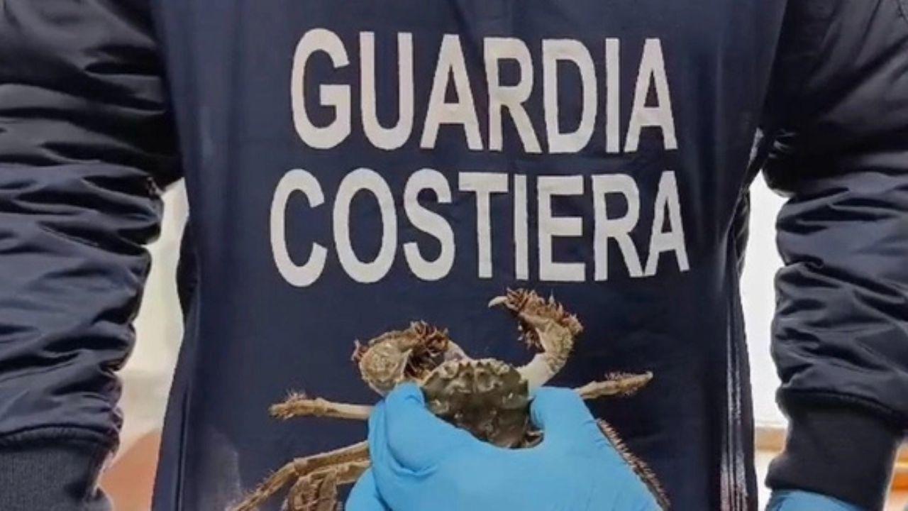I granchi cinesi sequestrati dalla guardia costiera