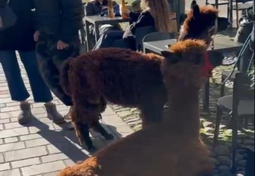 Tra i turisti in centro a Modena spuntano due… alpaca – Video
