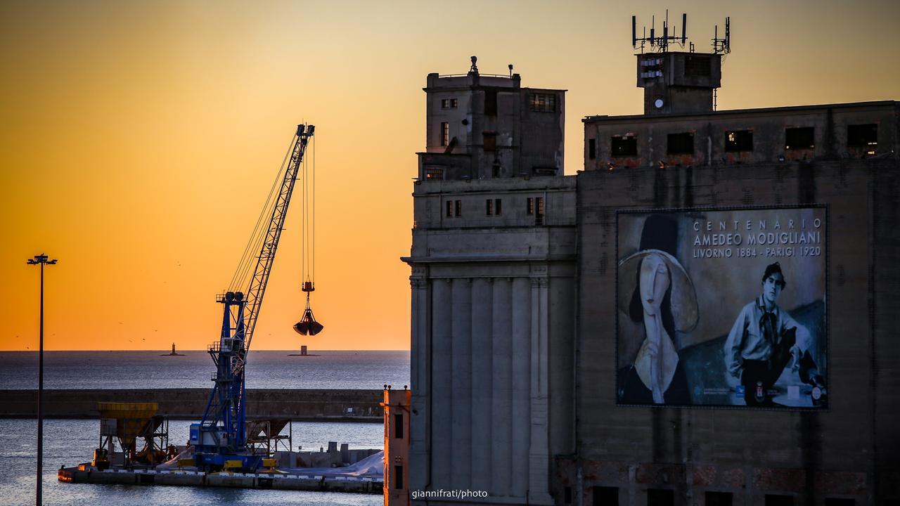 Livorno, la storia della gatta e del gabbiano «parlano e si cercano come in una favola»