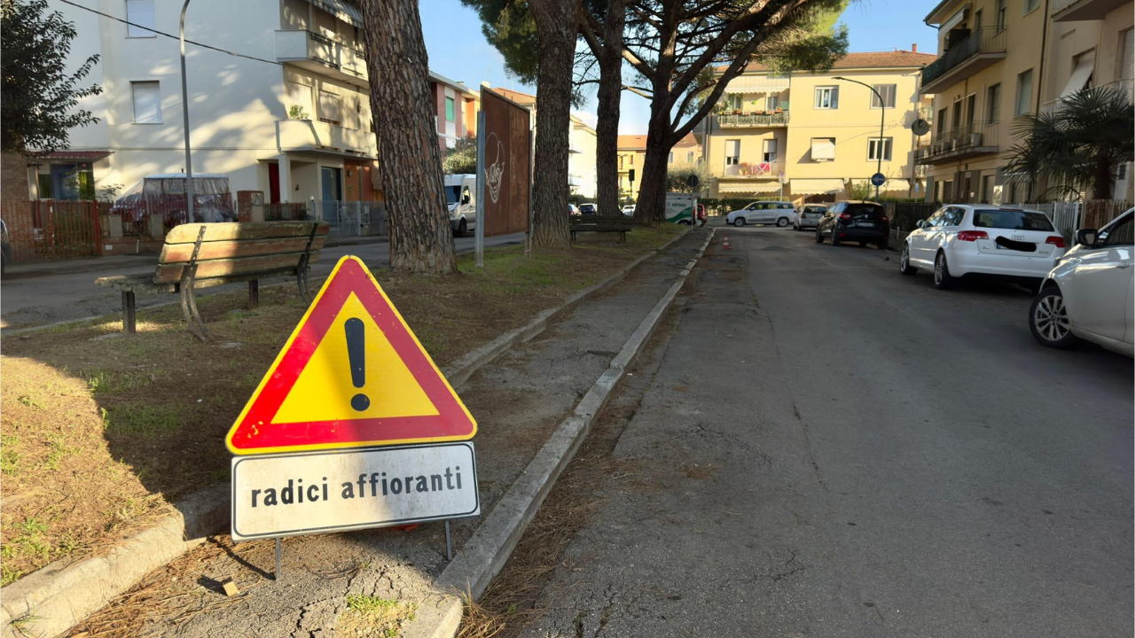 A Empoli 16 nuovi alberi per sostituire i pini pericolosi: la zona