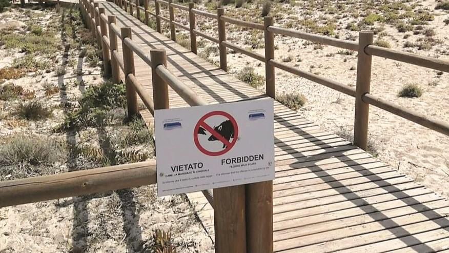 La Maddalena, la strategia: «Sterilizziamo tutti i cinghiali sull’isola Spargi»
