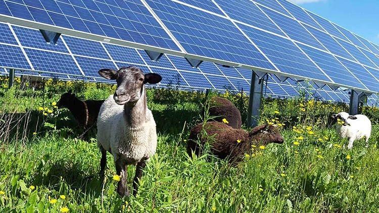 Roma dà il via libera due impianti agrivoltaici in aree non idonee. La Regione: «Faremo muro»