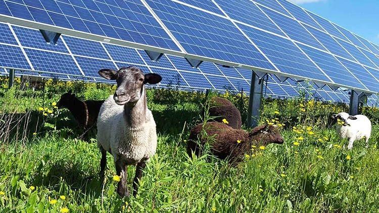 Roma dà il via libera due impianti agrivoltaici in aree non idonee. La Regione: «Faremo muro»