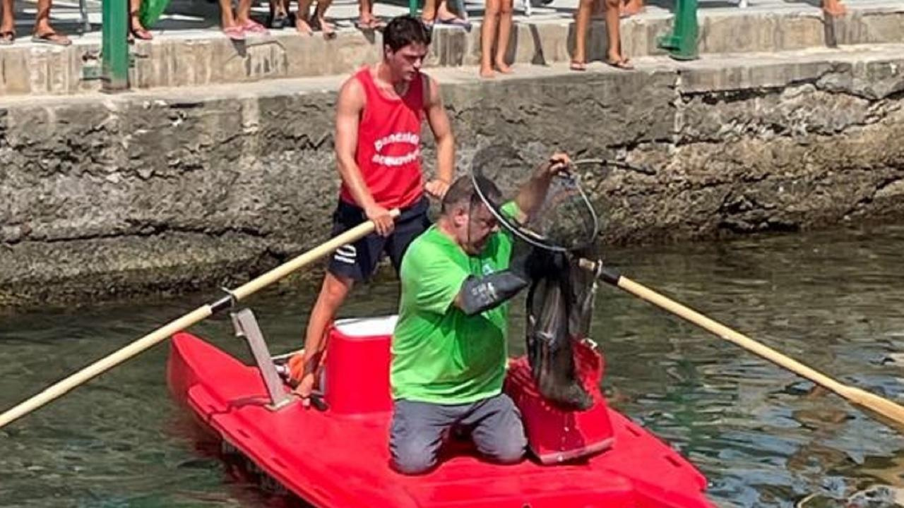 Il salvataggio della nutria, la scorsa estate, ai Bagni Pancaldi