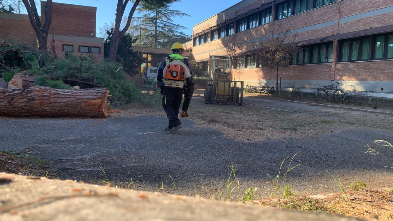 Gli operai al lavoro nel cortile della scuola di via Garigliano: in corso l’abbattimento di pini pericolosi
