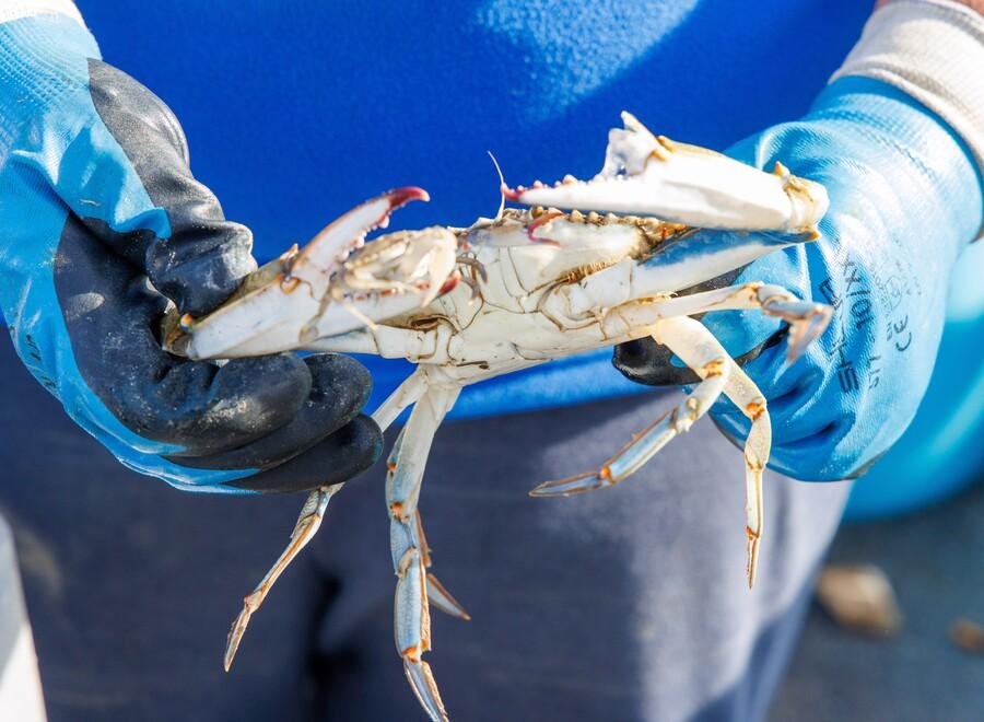 Granchio blu, «anche il Governo pronto ad aiutarci»