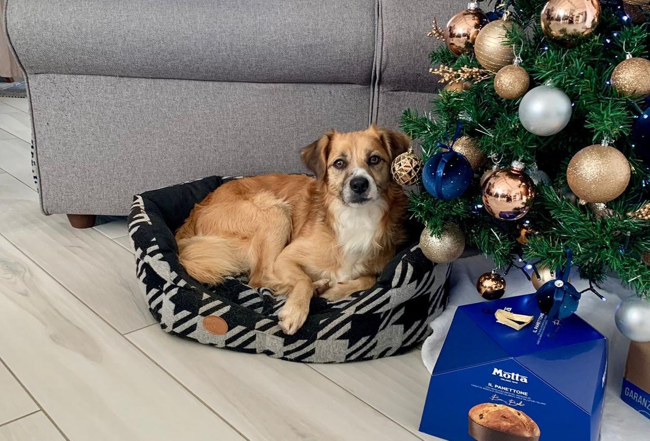 Il cagnetto salvato in Spagna ha trovato casa a Loiri Porto San Paolo