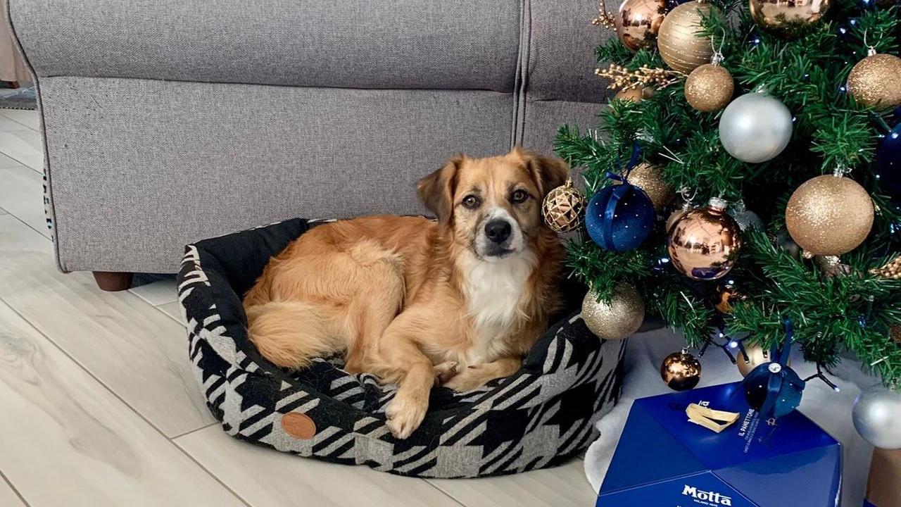 Il cagnetto salvato in Spagna ha trovato casa a Loiri Porto San Paolo