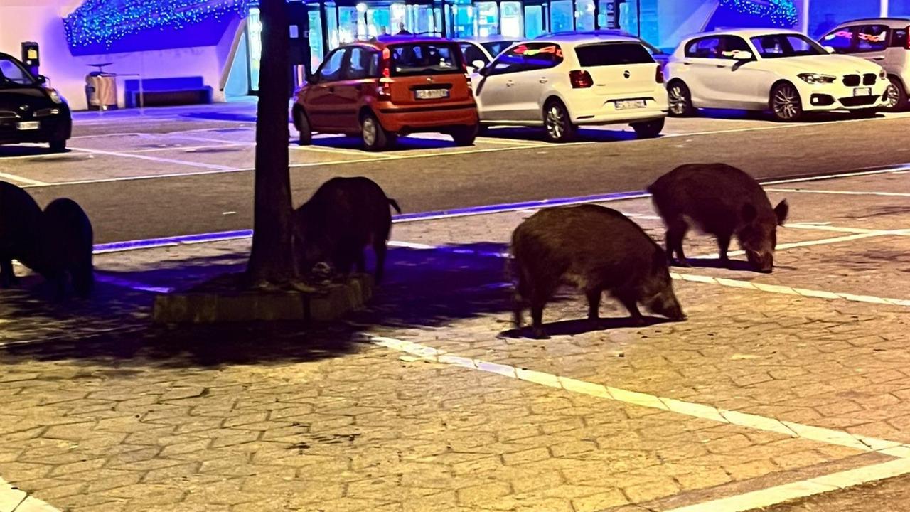 Olbia, cinghiali al centro commerciale