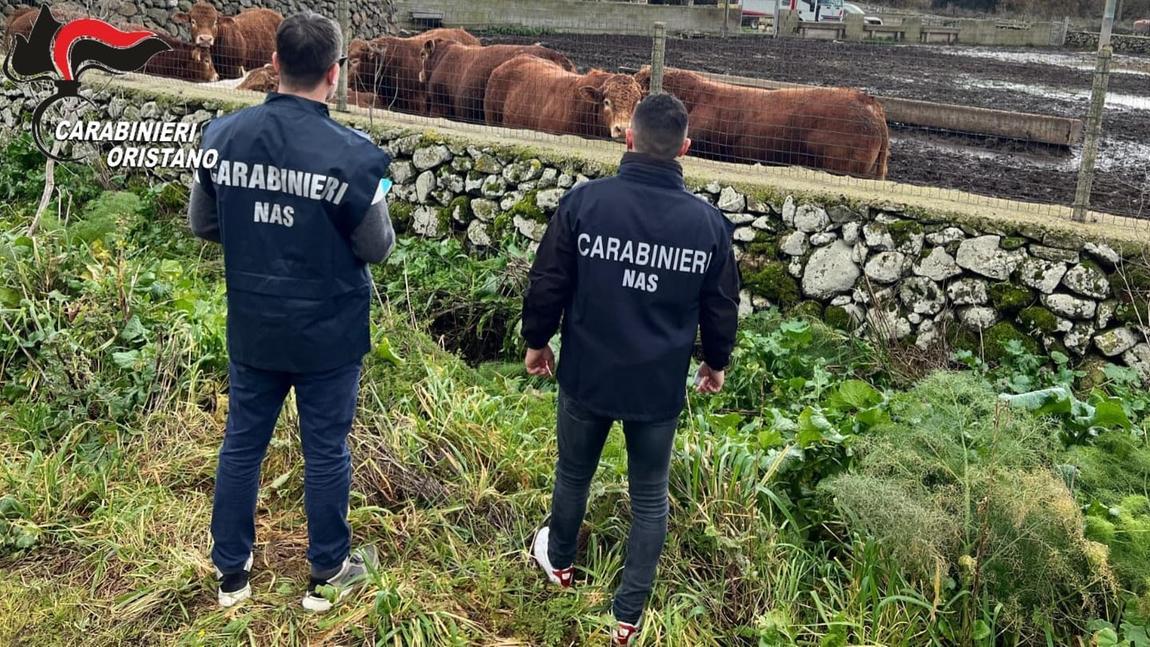 Farmaci illeciti ai bovini del suo allevamento, imprenditore ai domiciliari
