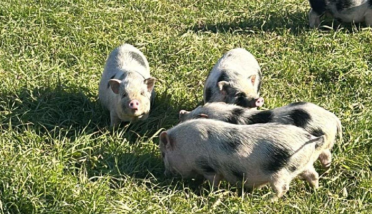 Vigarano Pieve, presi tutti i maialini: scattano le adozioni