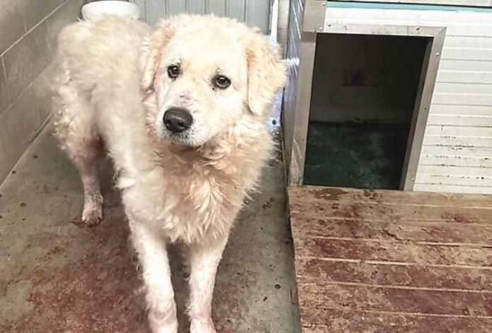 Botti e scoppi vicino al canile: il cane Poldo si ferisce per lo spavento