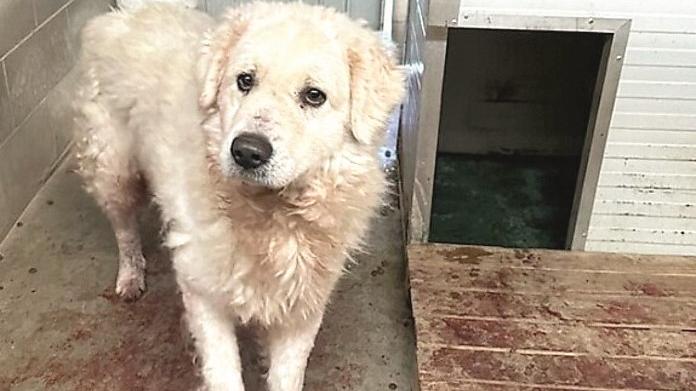 Botti e scoppi vicino al canile: il cane Poldo si ferisce per lo spavento