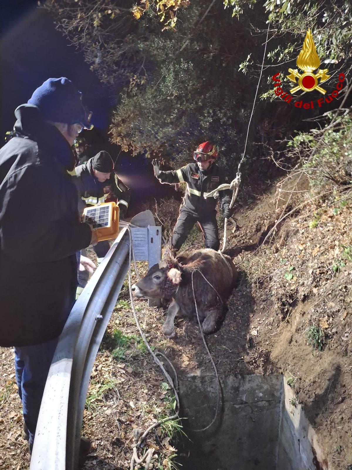 Vitello cade in un pozzetto: salvato dai vigili del fuoco