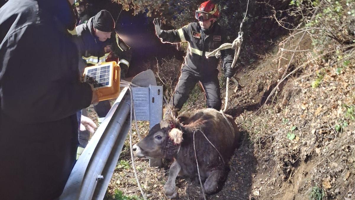 Vitello cade in un pozzetto: salvato dai vigili del fuoco