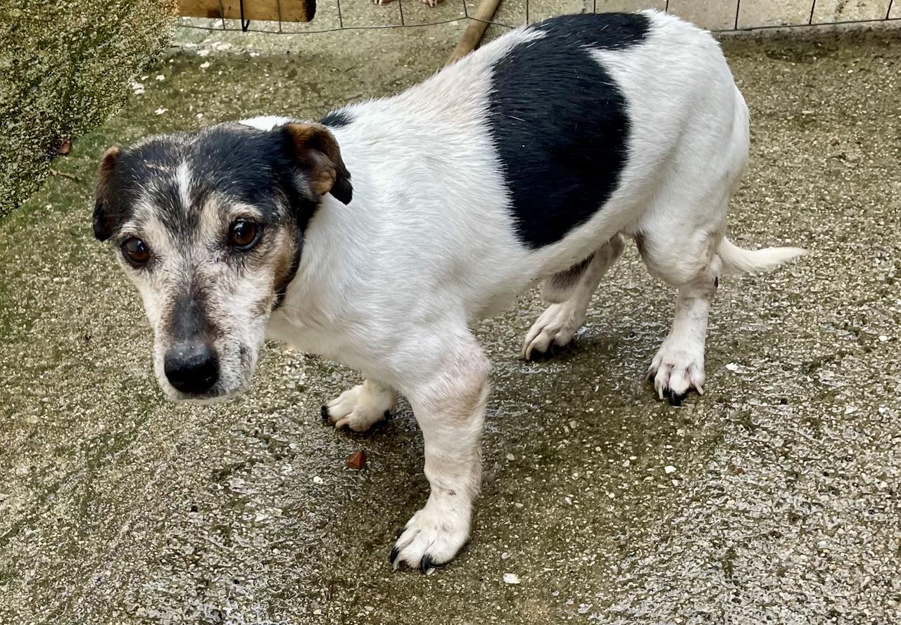 “Pietrinu” il Jack Russell ritrovato torna a casa dopo cinque anni