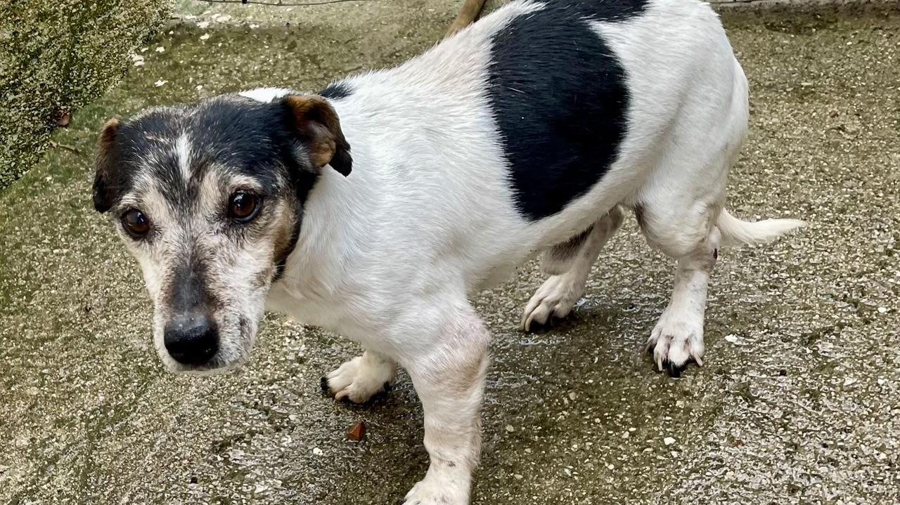 “Pietrinu” il Jack Russell ritrovato torna a casa dopo cinque anni