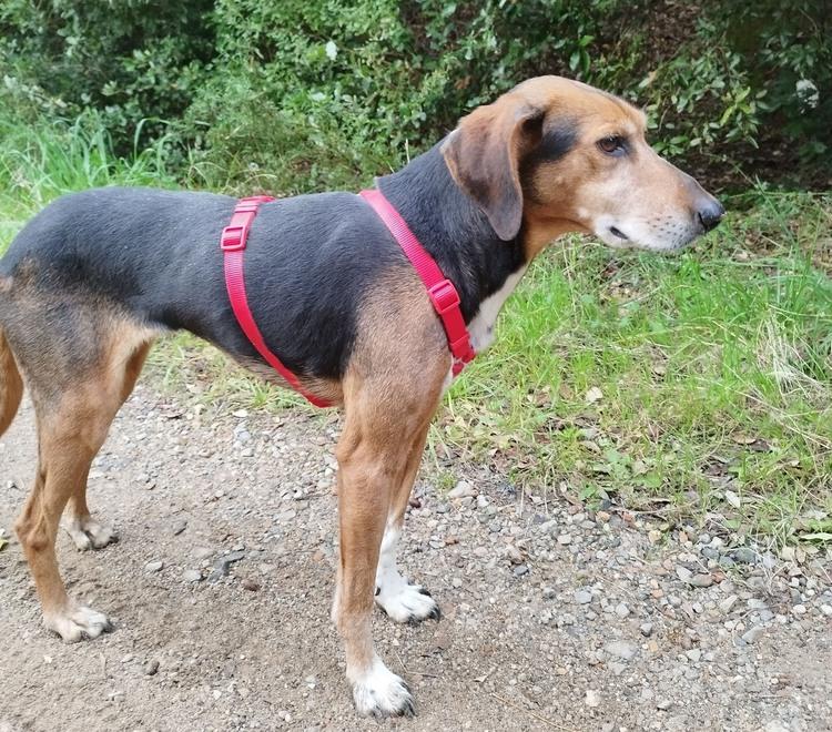 
	La cagna di circa 7 anni recuperata da Animal Project che le volontarie hanno chiamato Stella&nbsp; cerca una famiglia che l&rsquo;adotti&nbsp;

