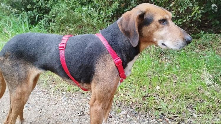 La cagna di circa 7 anni recuperata da Animal Project che le volontarie hanno chiamato Stella cerca una famiglia che l’adotti 