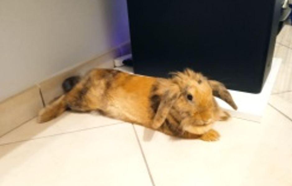 Brandy sbranato a Copparo, lo sfogo del proprietario: «Nessuna giustizia»