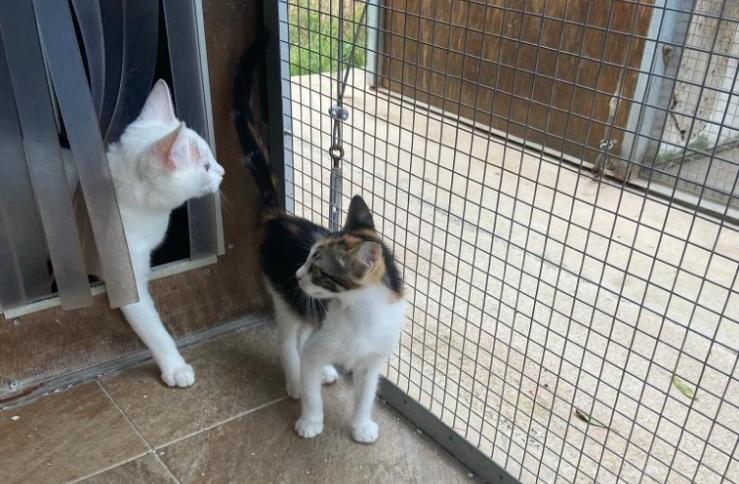 
	Due gatti della colonia dove sono stati avvelenati 8 animali a dicembre

