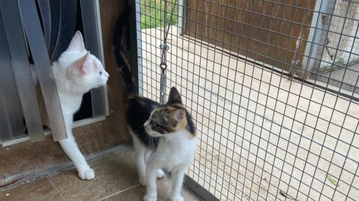Due gatti della colonia dove sono stati avvelenati 8 animali a dicembre