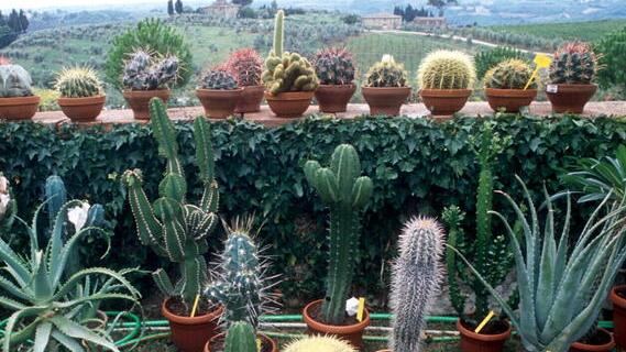 Piante grasse, ideali in casa per chi non è un esperto