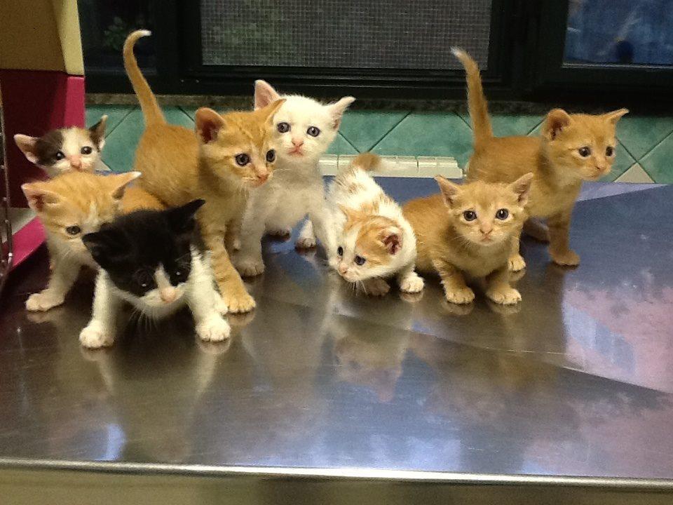 
	A Siniscola sono stati avvelenati una ventina di micetti

